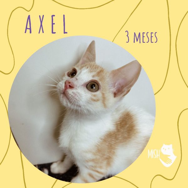 Adopción: Axel (3 meses)