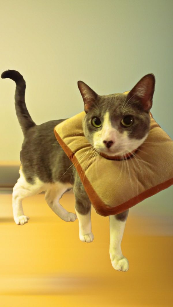 Cono Blando para gatos super kawaii - Imagen 4