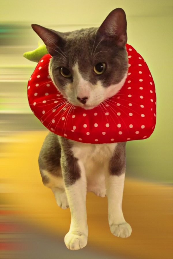 Cono Blando para gatos super kawaii - Imagen 2