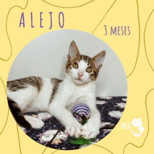 Adopción: Alejo (3 meses)