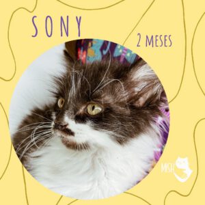 Adopción: Sony (2 meses)