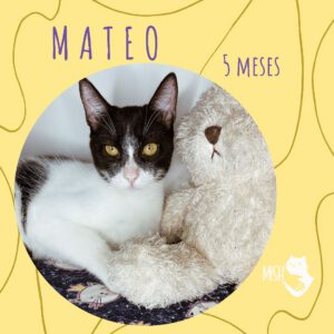 Adopción: Mateo (5 meses)