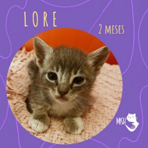 Adopción: Lore (2 meses)