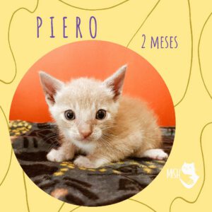 Adopción: Piero (2 meses)