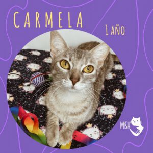 Adopción: Carmela (1 año)