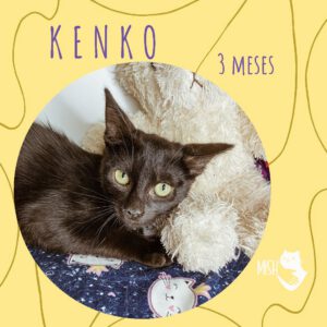 Adopción: Kenko (3 meses)