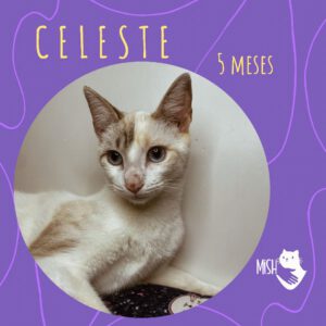 Adopción: Celeste (5 meses)
