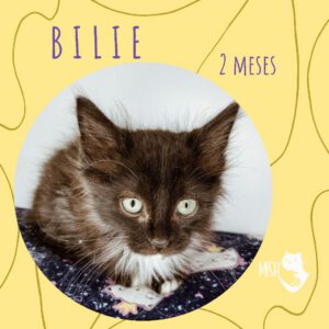 Adopción: Bilie (2 meses)