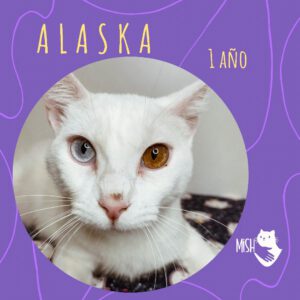 Adopción: Alaska (1 año)