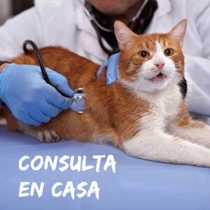 CONSULTA A DOMICILIO