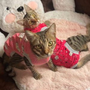 Faja de tela post operatorio