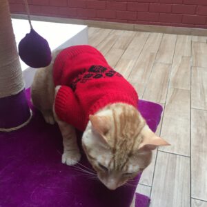 Polo tejido color rojo