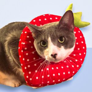 Conos isabelinos suaves variados