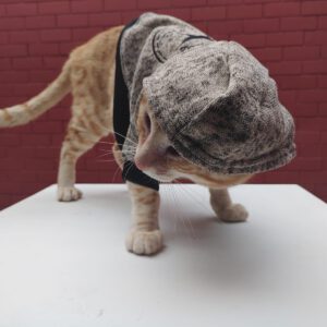 Poleras Converse Gatunas