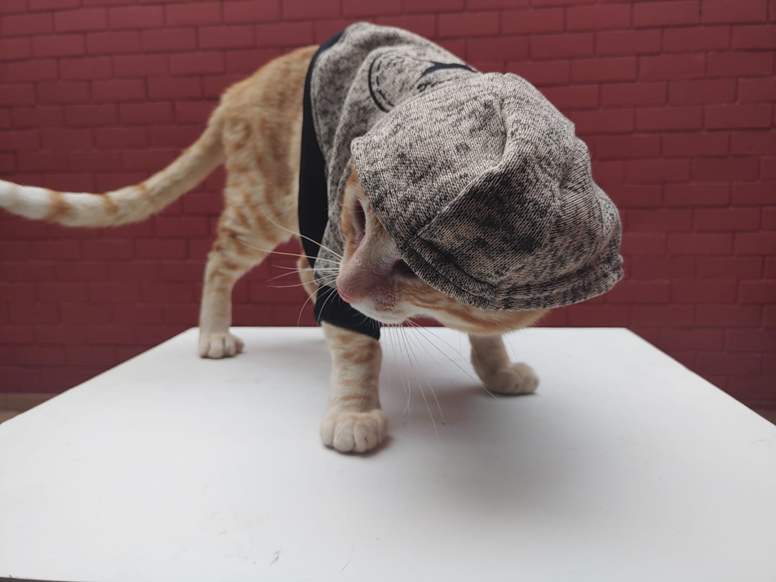 Poleras Converse Gatunas