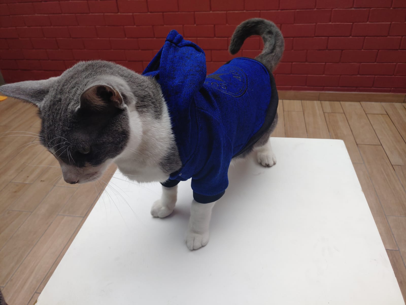 Poleras Converse Gatunas - Imagen 4