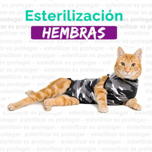 ESTERILIZACIÓN GATAS (CON RECOJO A DOMICILIO)