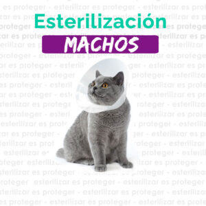 CASTRACIÓN GATOS (RECOJO A DOMICILIO)