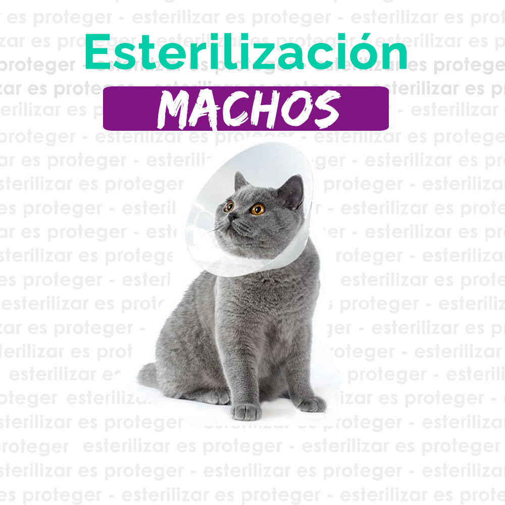 CASTRACIÓN GATOS (RECOJO A DOMICILIO)
